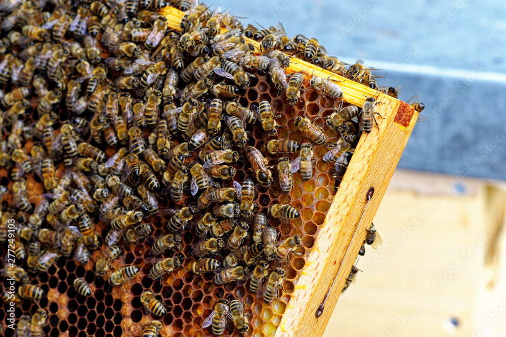 Bienenstöcke eines Imkers bei der Pflege der Bienen mit Waben und Honigbienen Bienenstöcke eines Imkers bei der Pflege der Bienen mit Waben und Honigbienen