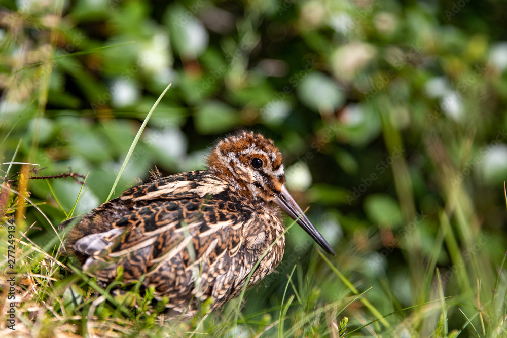 snipe youngster snipe youngster