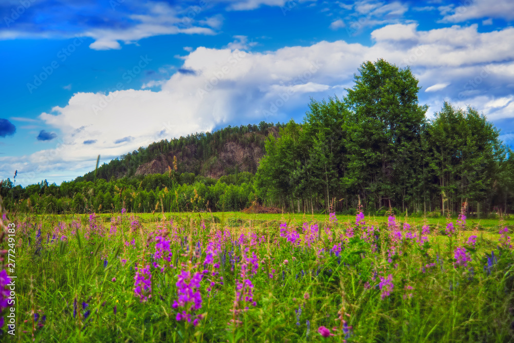 Summer meadow landscape with green grass and wild flowers on the background of a forest and mountains.