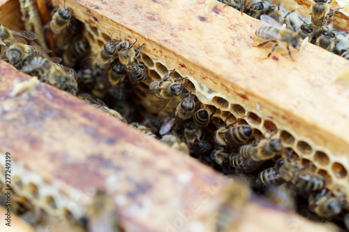 Bienenstöcke eines Imkers bei der Pflege der Bienen mit Waben und Honigbienen photo