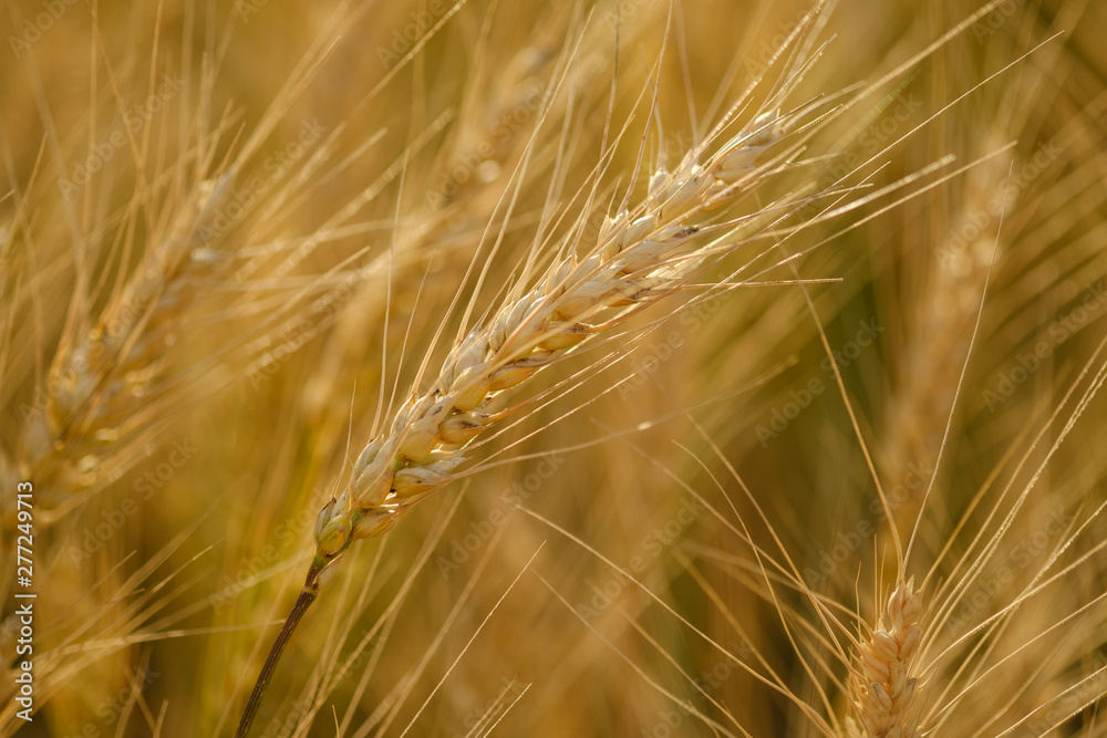 Wheat field. Ears of golden wheat close up. Beautiful Nature Sunset Landscape. Rural Scenery under Shining Sunlight. Background of ripening ears of meadow wheat field. Rich harvest Concept Wheat field. Ears of golden wheat close up. Beautiful Nature Sunset Landscape. Rural Scenery under Shining Sunlight. Background of ripening ears of meadow wheat field. Rich harvest Concept