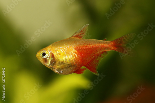 Aquarium fish Red Flame Tetra Hyphessobrycon flammeus Rio tetra tropical 