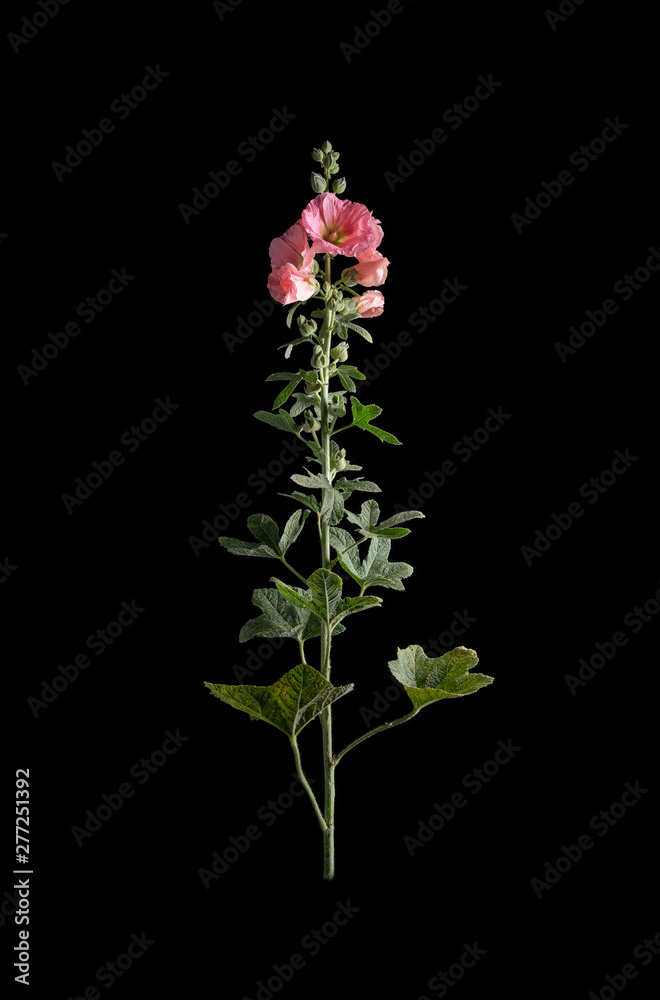 The flower of the malva on a black background.