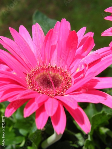 closeup of pink flower