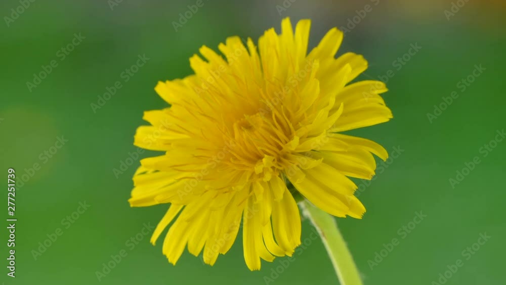 23305_The_blooming_yellow_flower_on_the_garden.mov 23305_The_blooming_yellow_flower_on_the_garden.mov