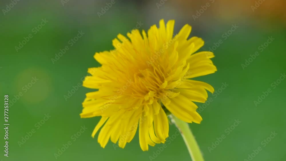 23306_Closer_look_of_the_yellow_petals_of_the_flower.mov 23306_Closer_look_of_the_yellow_petals_of_the_flower.mov