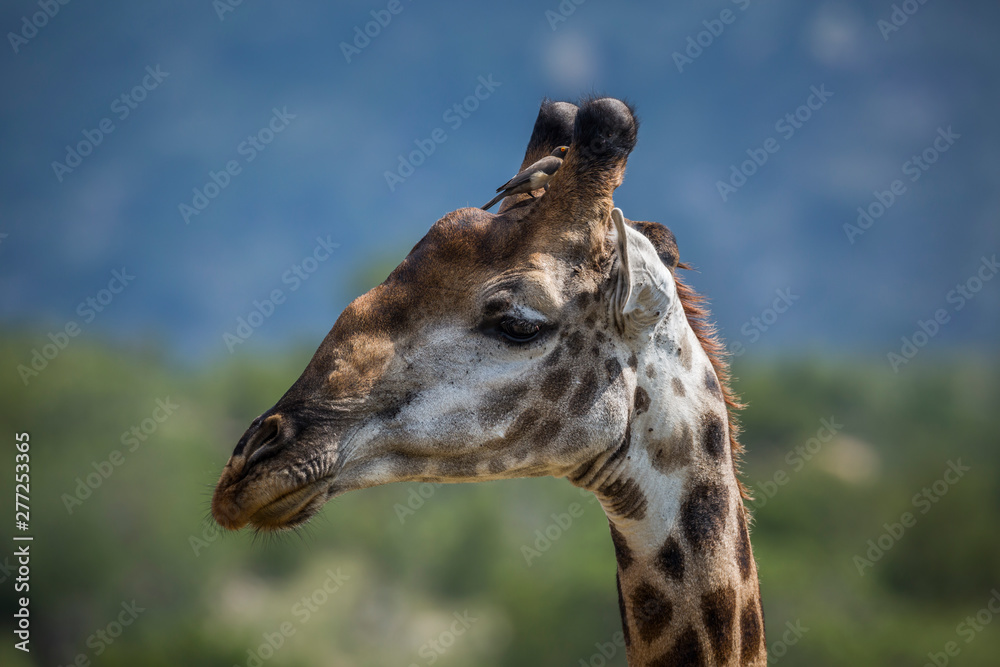 Giraffe in Kruger National park, South Africa Giraffe in Kruger National park, South Africa