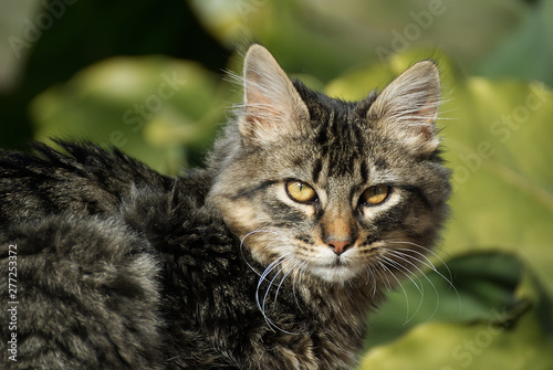 Cute kitten outdoor in summer  © nikidericks