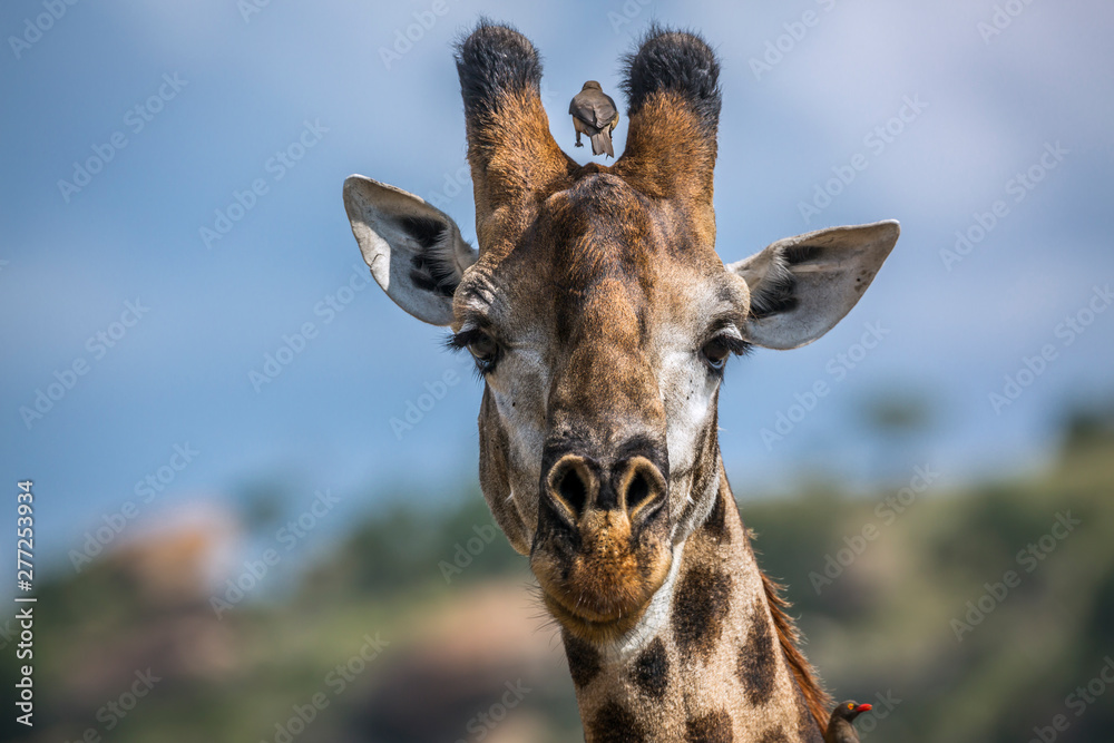 Fototapeta premium Giraffe in Kruger National park, South Africa