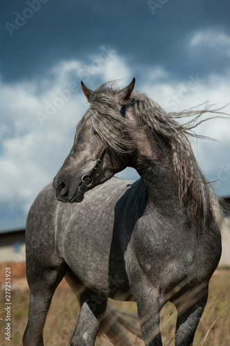Beautiful gray andalusian stallion © Mari_art