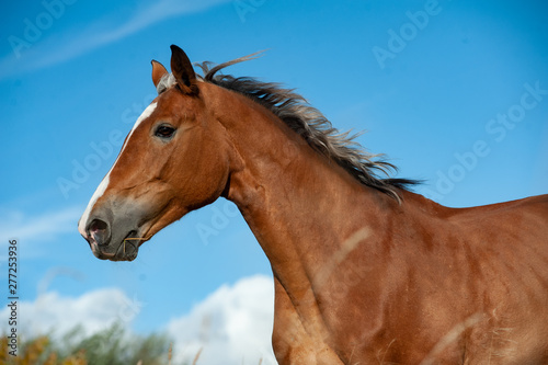 Portrait of a horse in movement