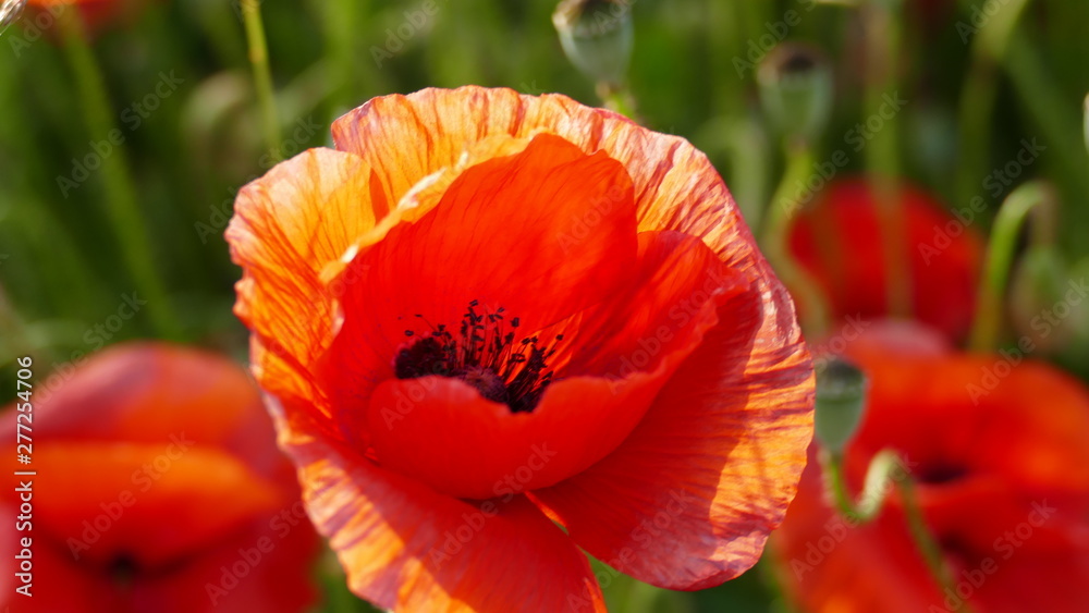 Fototapeta premium Mohnblume