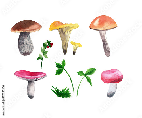 Set of edible mushrooms and wild herbs, boletus, orange-cap boletus, Russula, chanterelles, cranberries isolated on white background. Watercolor Illustration for design, background or print.