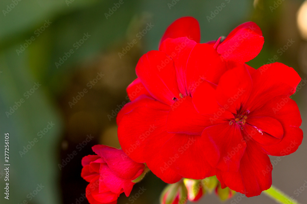 Obraz premium Red geranium in garden in dark background. House plants.