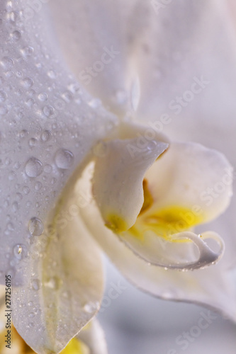 A tender white orchid with dew drops. Close up. Selective focus