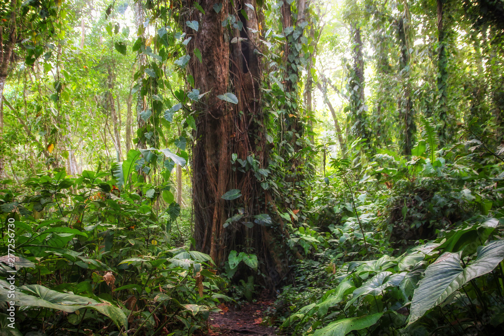 Pura Vida - This is beautiful Costa Rica Pura Vida - This is beautiful Costa Rica
