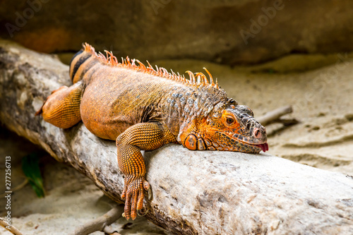 iguana on rock