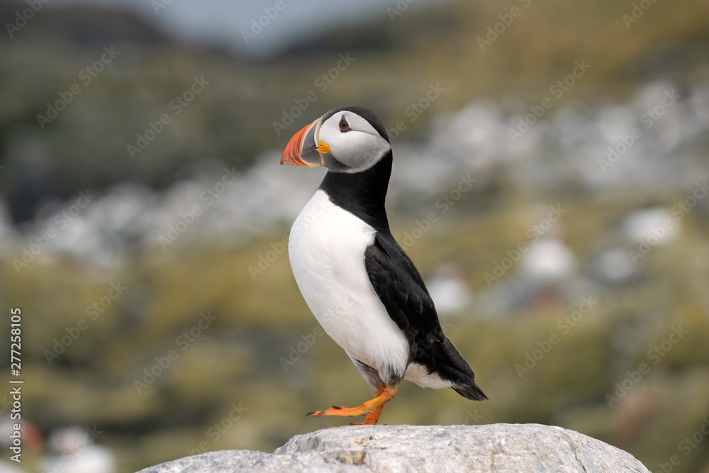 Fototapeta premium Young puffin standing on a rock, Farne Islands, Great Britain