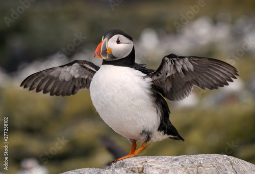 Puffin standing on a rock, flapping its wings, getting ready to fly - Farne Islands, Great Britain © Lori Labrecque