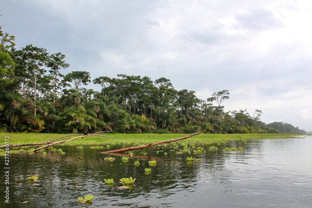Landscape of the tropical rainforest in Tortuguero, Costa Rica Landscape of the tropical rainforest in Tortuguero, Costa Rica