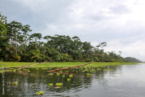 Landscape of the tropical rainforest in Tortuguero, Costa Rica photo