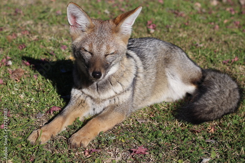 fox with close eyes