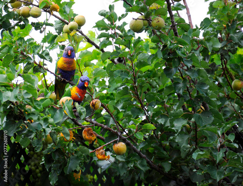 Two Australian native rainbow lorikeet parrots eating fruit in apricot tree in a suburban garden in coastal South Australia.
