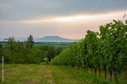 Vineyard at lake Balaton with the Badacsony mountain in the background in Hungary