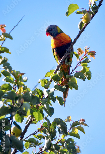 Australian native bird, rainbow lorikeet parrot in a suburban garden apricot tree in early morning sunshine, in coastal South Australia. photo