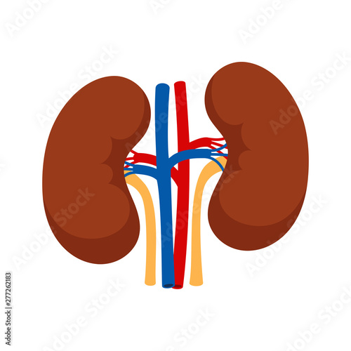 Human kidneys isolated on white background vector. Organ body anatomical, biology system illustration