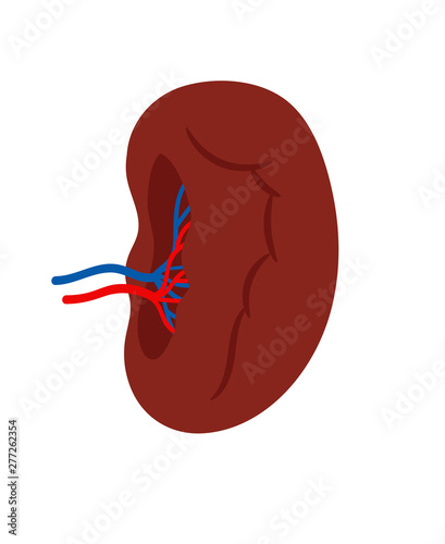 Canvas Print Human spleen isolated on white background vector