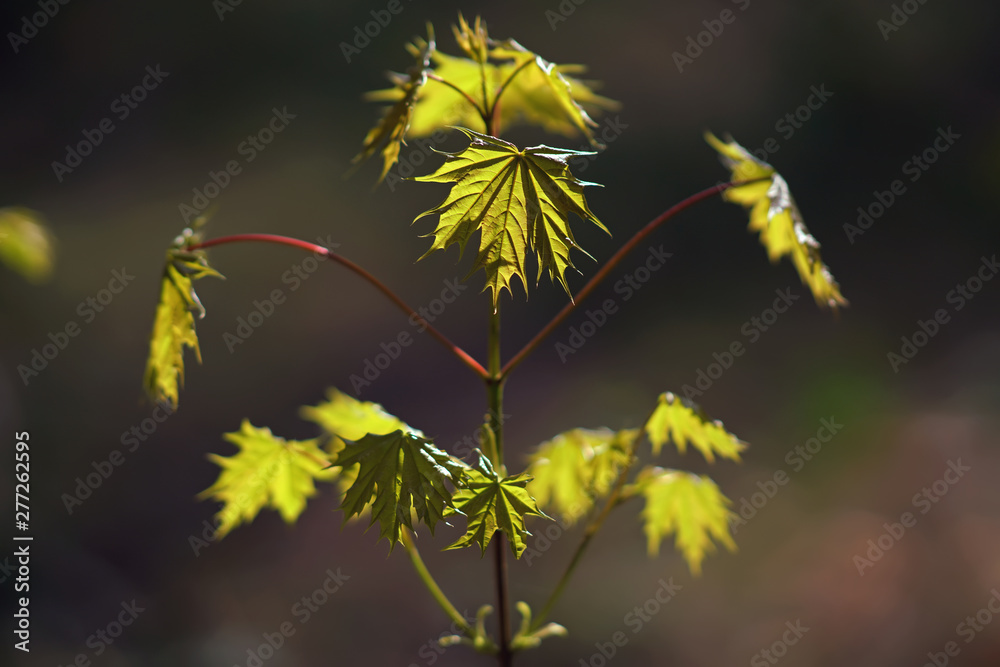 Obraz premium Young Norway maple tree with green leaves growing in a forest in spring