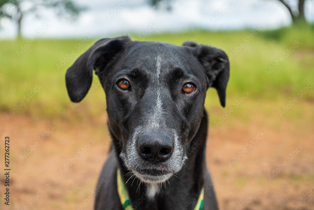 Portrait of a black dog Portrait of a black dog