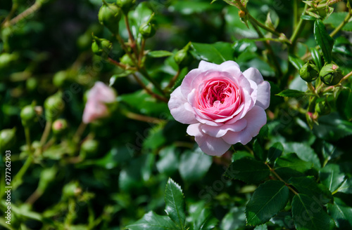 fragrant rose flower