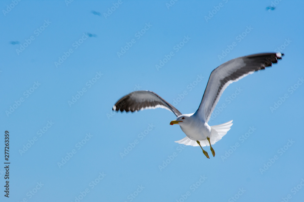 Obraz premium seagull in flight