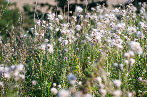 Field of white flowers