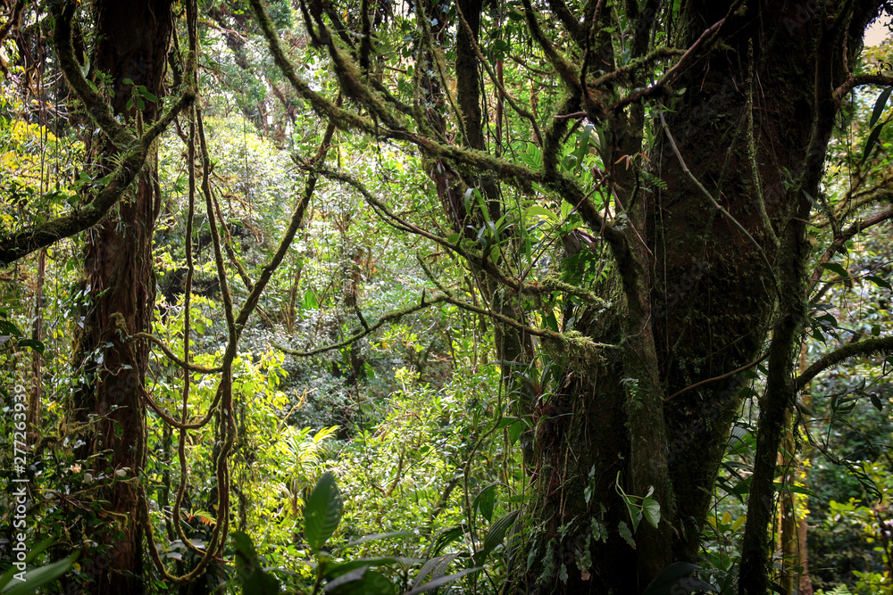 Pura Vida - This is beautiful Costa Rica Pura Vida - This is beautiful Costa Rica