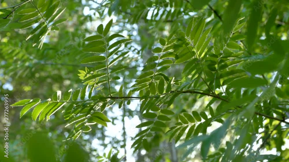 23317_A_closer_look_of_the_green_leaves_of_Sorbus_aucuparia.mov 23317_A_closer_look_of_the_green_leaves_of_Sorbus_aucuparia.mov