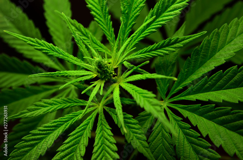 Large leaves of marijuana on a black background. Growing medical cannabis.