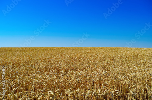 A field of ripe wheat against the blue sky. The colors of the flag of Ukraine.