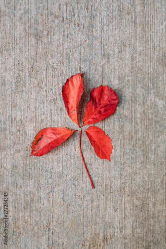 Red autumn or fall season leaf isolated on floor. Autumn or fall season background image. Red fall season tree leaf