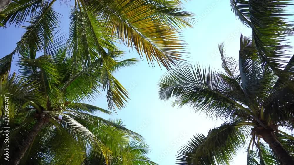 Coconut palm tree branches leaves on sky background Coconut palm tree branches leaves on sky background