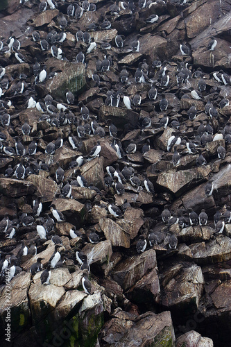 Colonies of arctic birds on rocky islands in Newfoundland