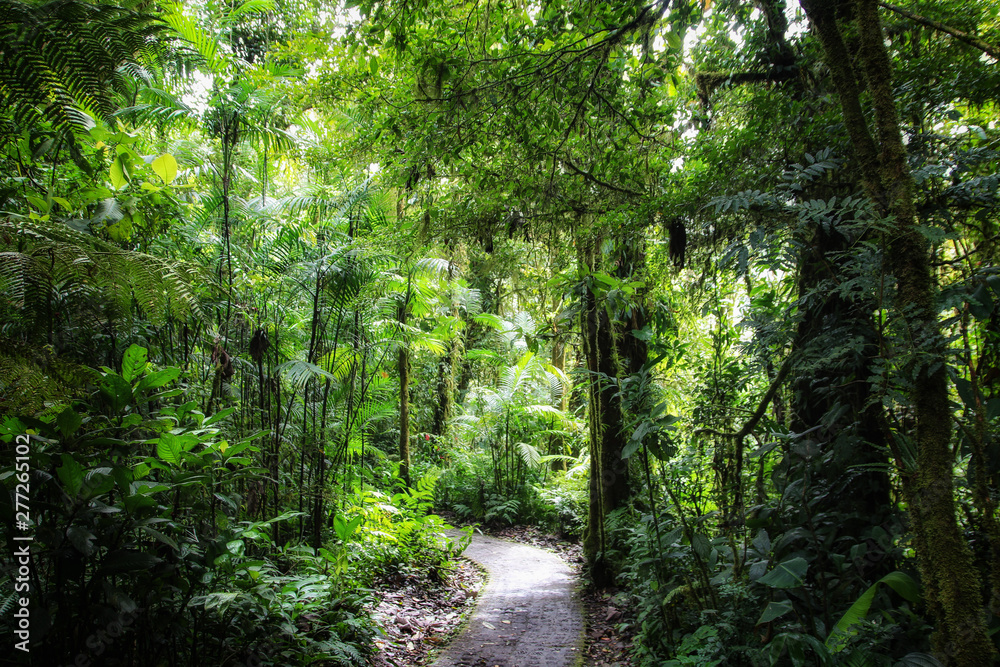 Obraz premium Pura Vida - This is beautiful Costa Rica