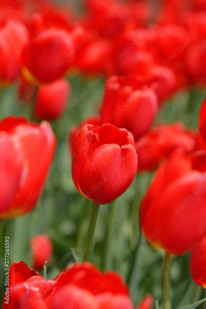 Flowerbed of red tulips Flowerbed of red tulips
