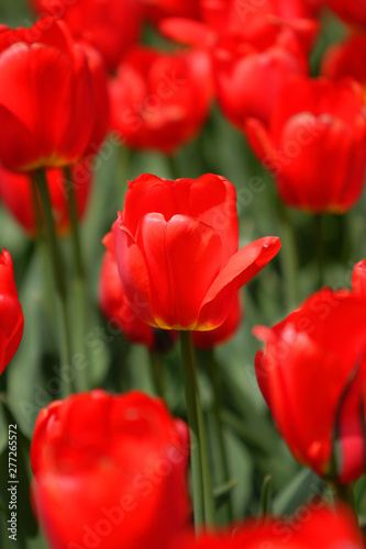 Flowerbed of red tulips in bloom