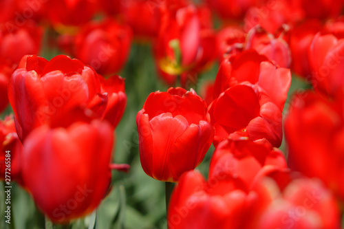 Flowerbed of red tulips in bloom