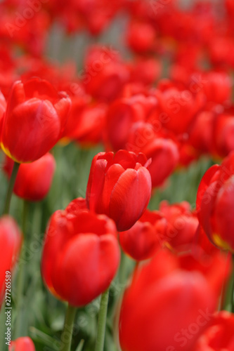 Flowerbed of red tulips in bloom