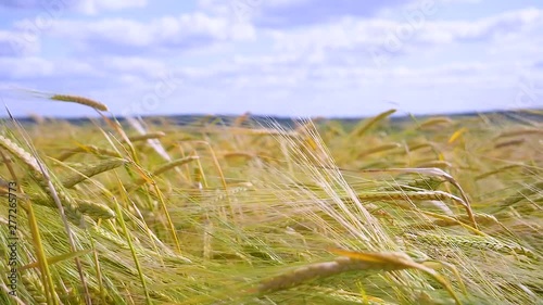 Rye spikelets in a field in summer