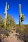 Tall cacti in Arizona desert